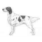 Estándares Setter Irlandés Rojo y Blanco