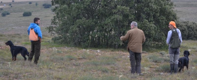 Resultados Especial Setter Gordon
