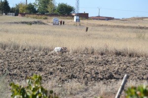 SPARTACO DE BOSENDE