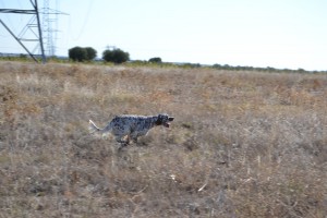 J'APACHE DE HURICFERR
