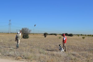 BUCK DEL CASTILLO DE ALMANSA