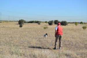 BUCK DEL CASTILLO DE ALMANSA