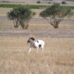 BUCK DEL CASTILLO DE ALMANSA