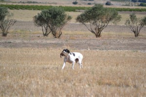 BUCK DEL CASTILLO DE ALMANSA